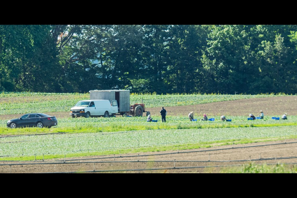 South Simcoe Police gather information from the farm workers on scene of the shooting. Paul Novosad for BradfordToday.