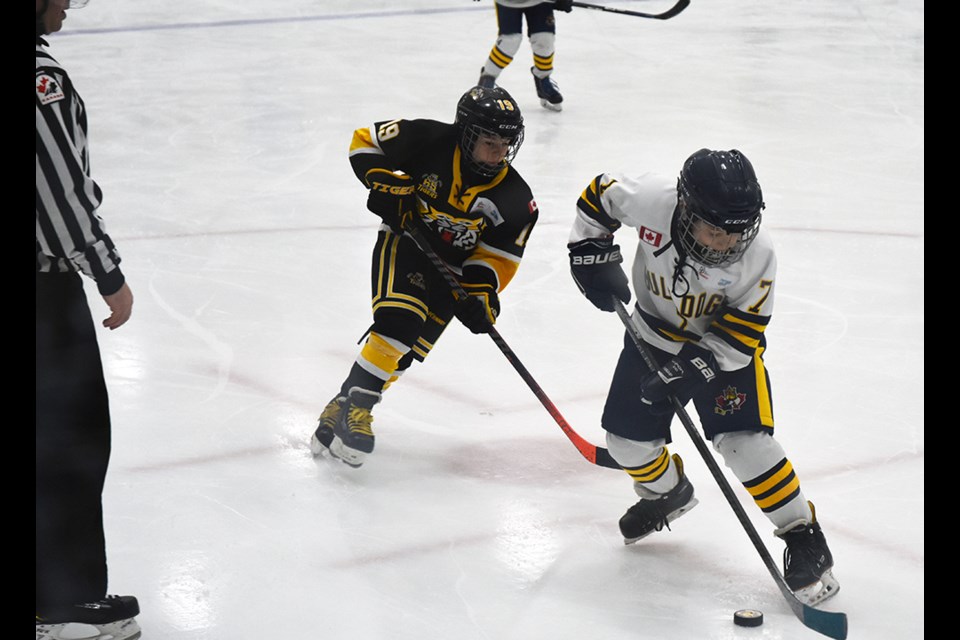 Bradford Minor Atom AE Bulldogs were quick to snatch the puck, in Game 3 of a series against the Aurora Tigers. Miriam King/Bradford Today