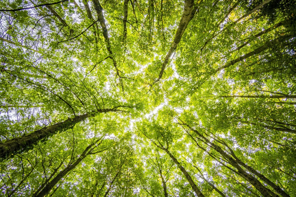 20230520-trees-pexels-felix-mittermeier