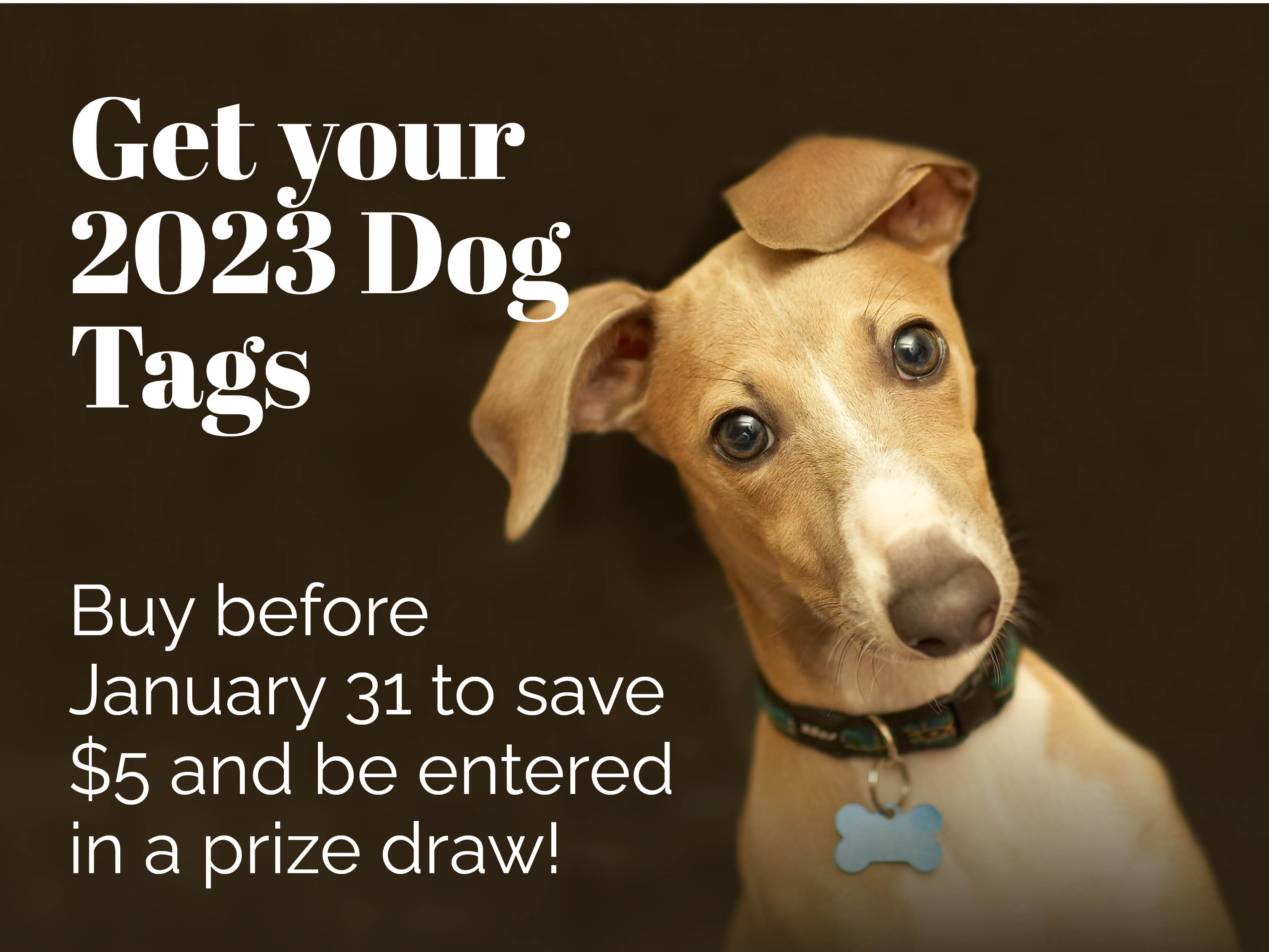 Get your 2023 Dog Tags Bradford News