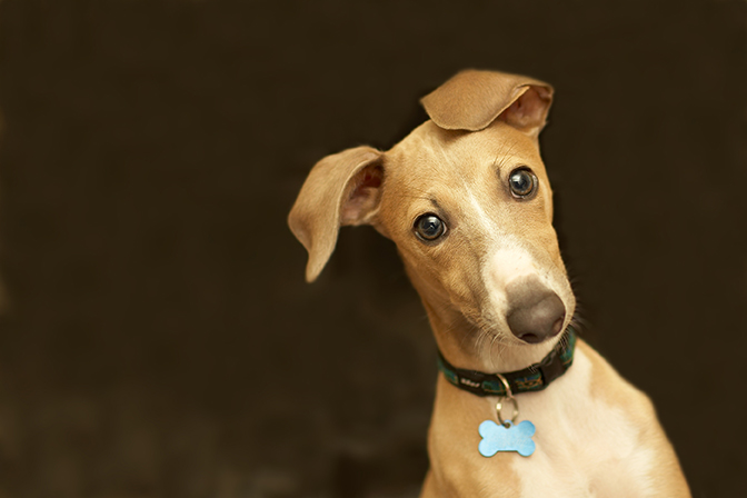 Pet valu id tags hotsell