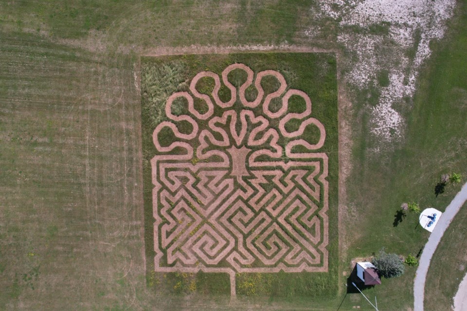 Drone shot of the new 'living art' Labyrinth maze called 'Tree of Life' created by local artist Denis Bolohan. 