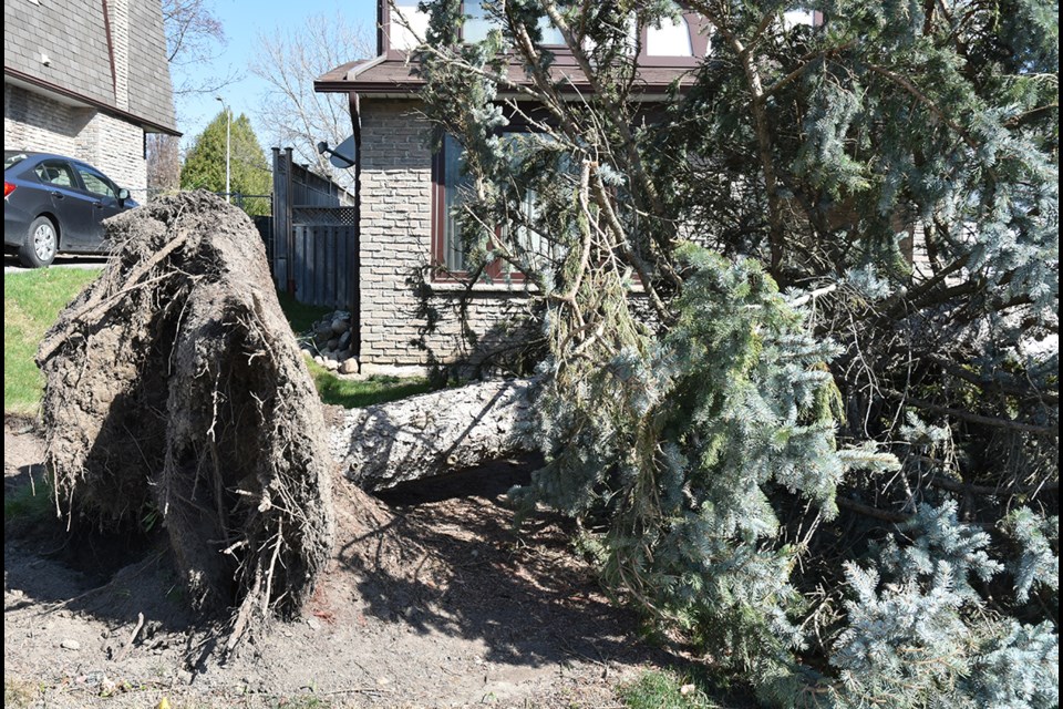 The high winds knocked down this spruce tree. Miriam King/Bradford Today