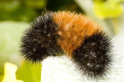 According to folklore, if the caterpillar’s orange band is narrow, the winter will be snowy; conversely, a wide orange band means a mild winter. Submitted photo/Farmers' Almanac.
