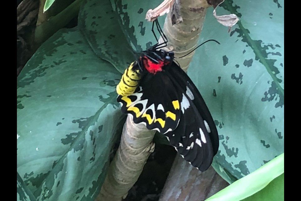 A female Birdwing butterfly hatched early and is enjoying the foliage at the Butterfly Pavillion