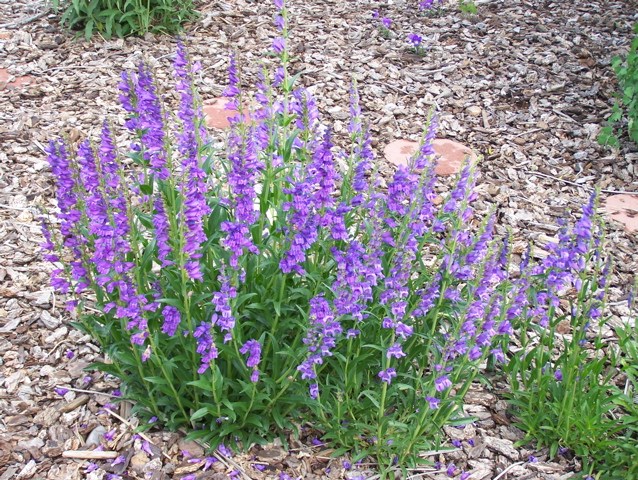 Penstemon strictus