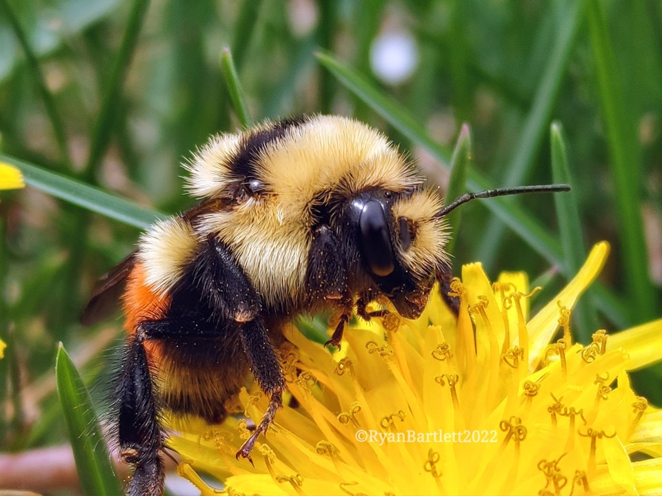 Hunt's Bumble Bee Photo Credit Ryan Bartlett