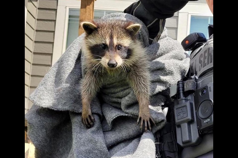 Net-bound raccoon safely cut loose by Broomfield Animal Control - BroomfieldLeader Net-bound raccoon safely cut loose by Broomfield Animal Control - BroomfieldLeader