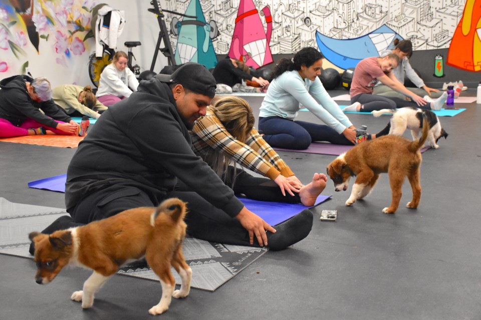 Rescue Puppy Yoga held a class at Emotion Fitness in Broomfield on Sunday.