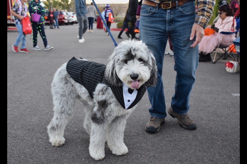 Costumed canines made the scene during the Holy Rollers Trunk or Treat at the Nativity of Our Lord Catholic Church on Friday.