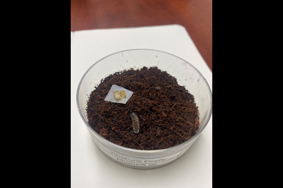 Firefly larvae wiggle in a bowl of food.
