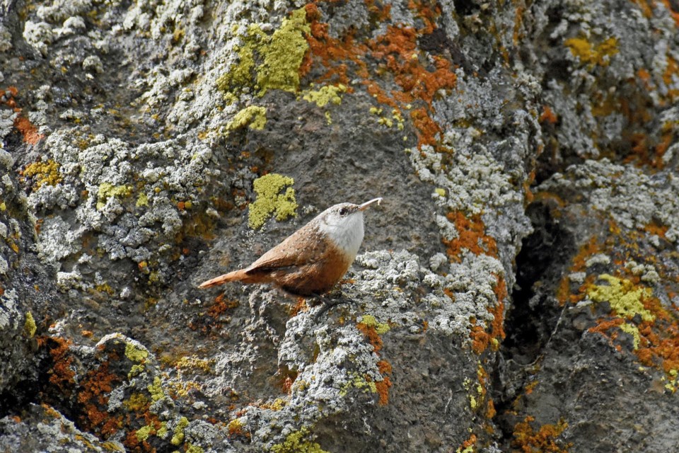 canyonwren