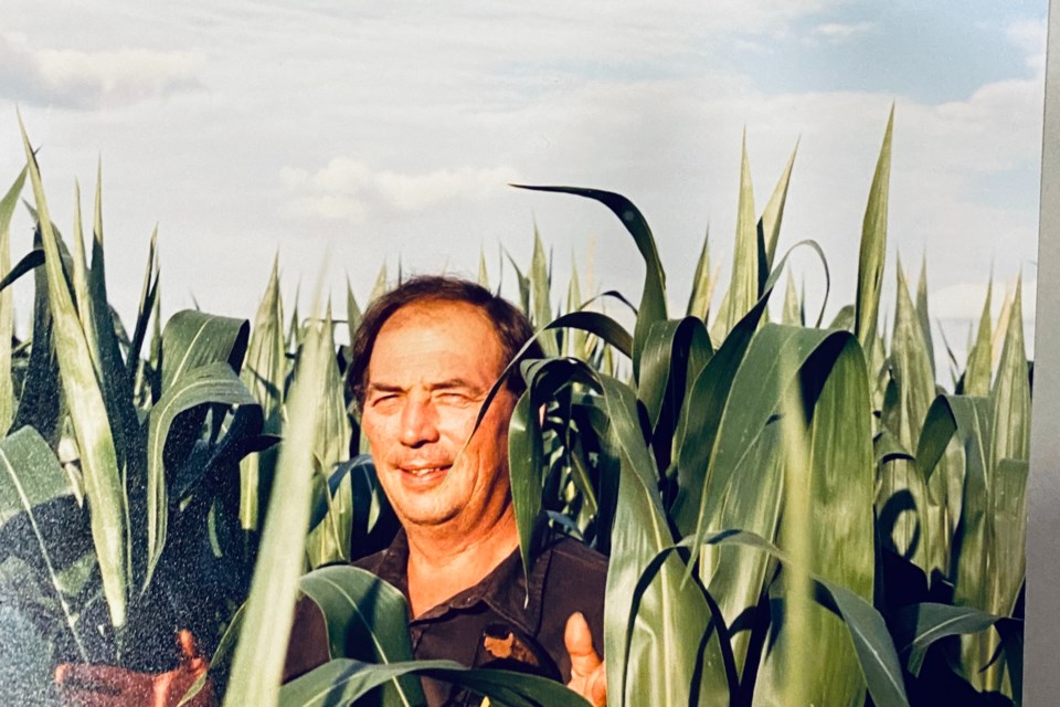 Richard Sovereign in the corn crop at 6449 Guelph Line, around 1980. 