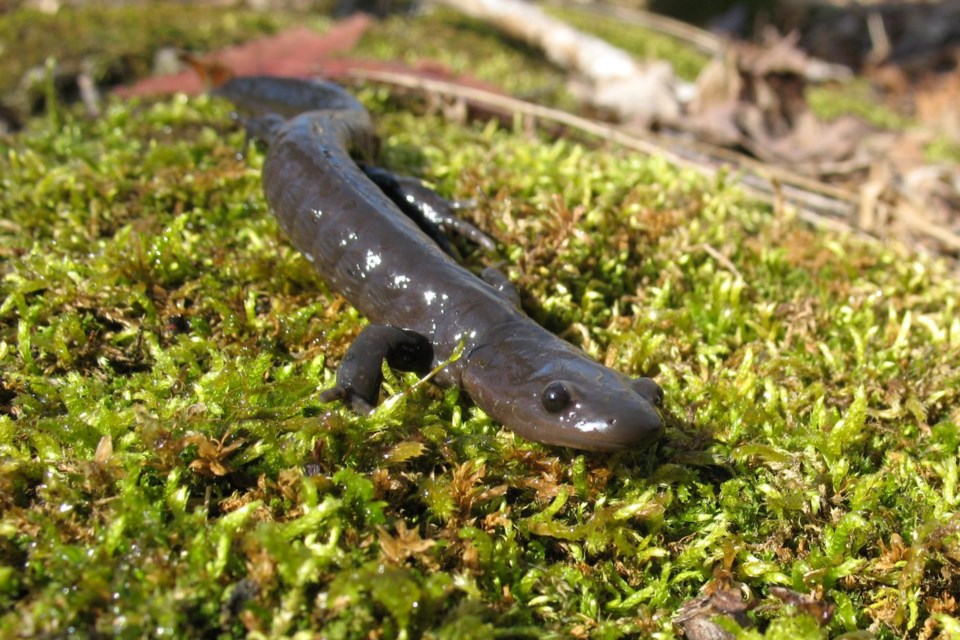 2023-03-13-jefferson-salamander-2010