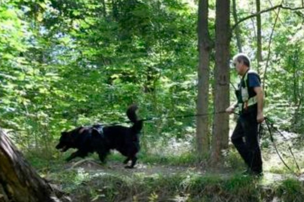 Dream Team volunteers bring lost dogs back home