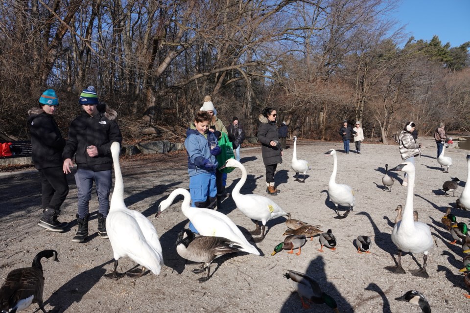 After 15 days without sun, Burlington residents embraced the chance to see the much-loved Trumpeter swans that winter at LaSalle Park. It was a feeding frenzy and a photographer's delight.