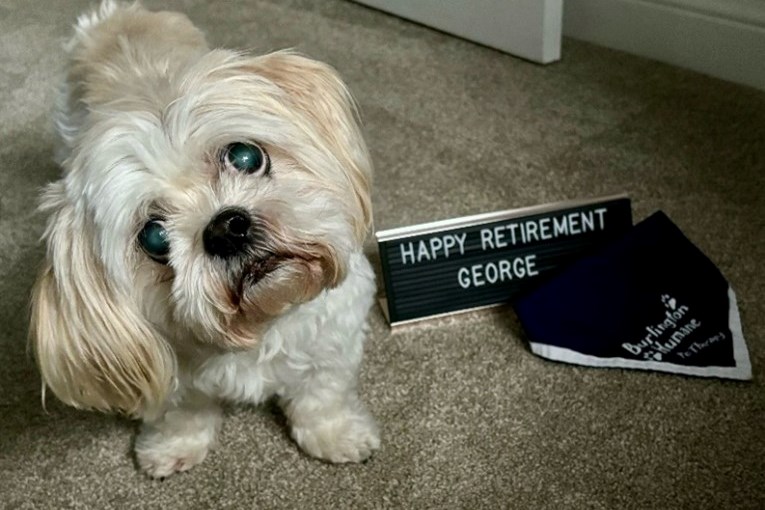 Burlington Humane Society's pet therapy dog George has entered retirement.