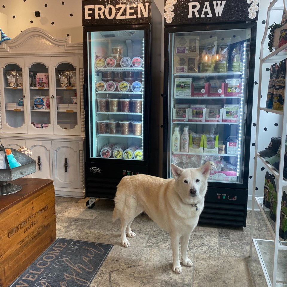 2024-10-25-downtown-pet-shop-js