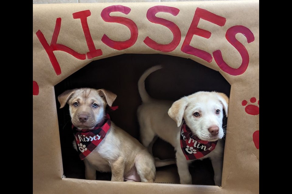 Get some canine kisses at the shelter on Saturday.