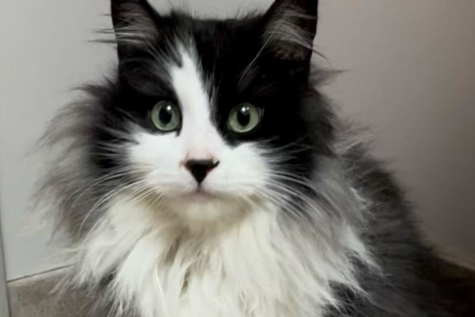 Primrose, a gorgeous long-haired cat who arrived at Burlington Humane, is on the road to recovery.