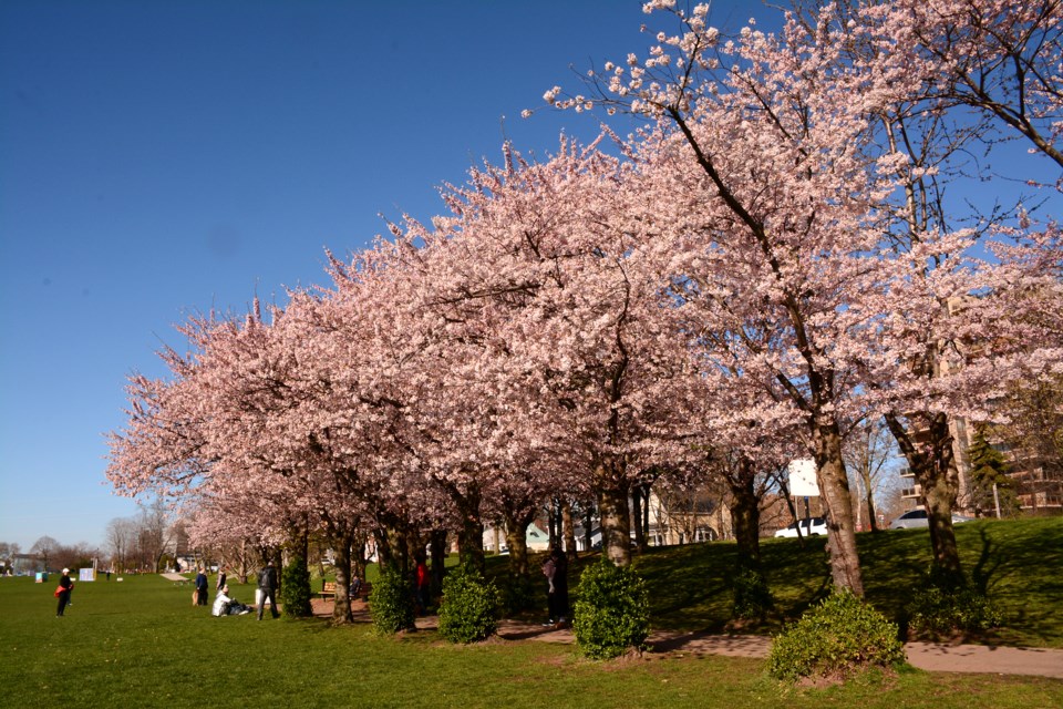 2024-04-28-cherry-blossoms-3-pm