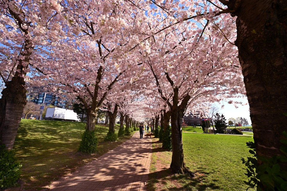 People love to walk under the blooms with friends and family.