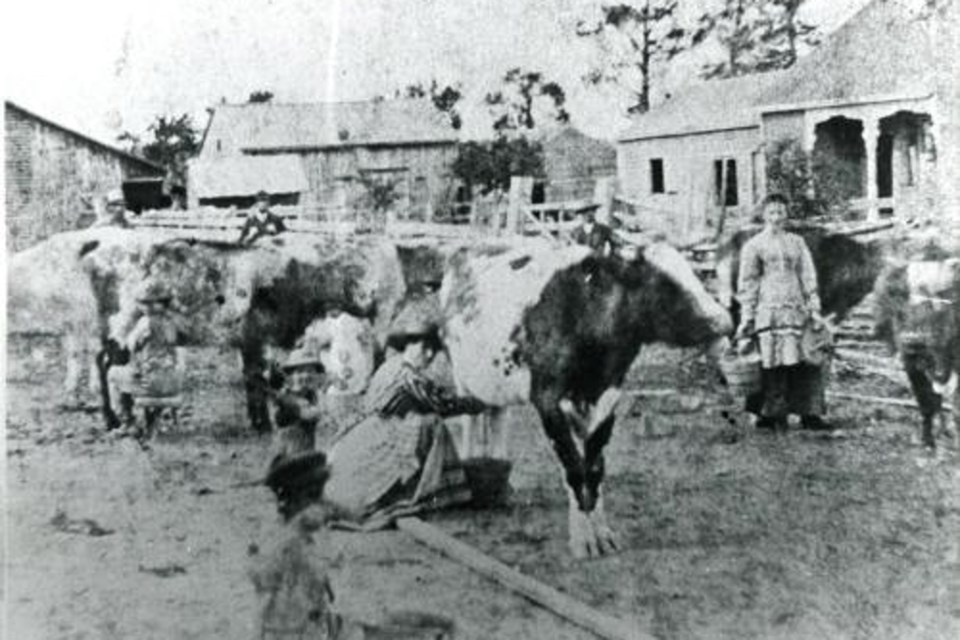 Milking cows on the Alton farm, circa 1860.