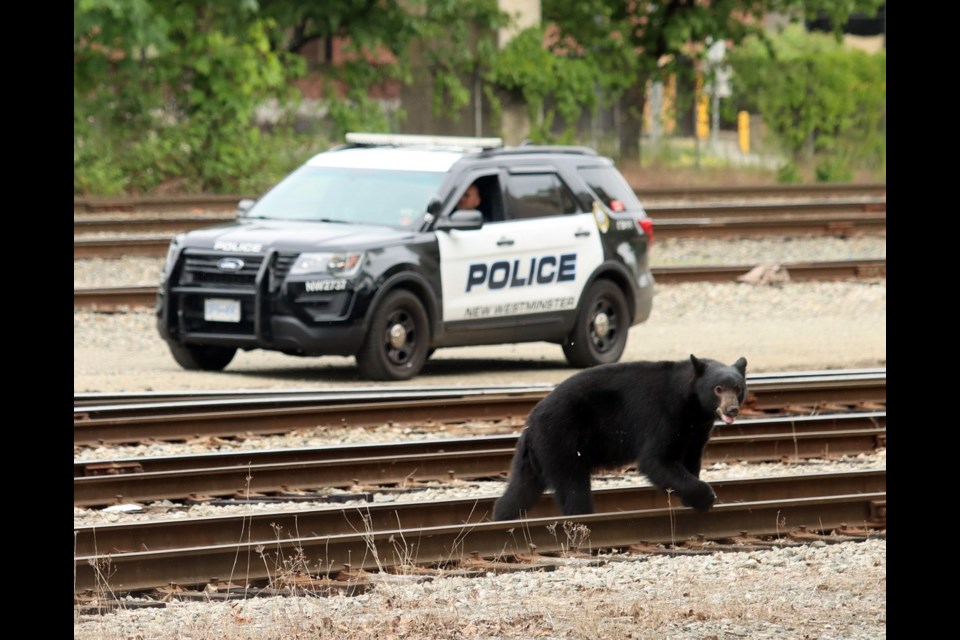 A young bear was tranquilized after wandering into downtown New Westminster on Sunday afternoon.