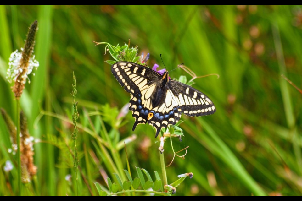 An Anise Swallowtail was among the butterflies in BC documented by BIMBY volunteers in 2022.