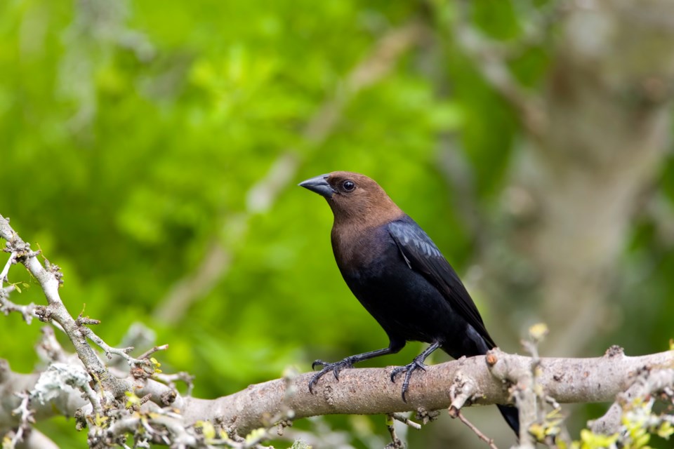 brown-headed-cowbird