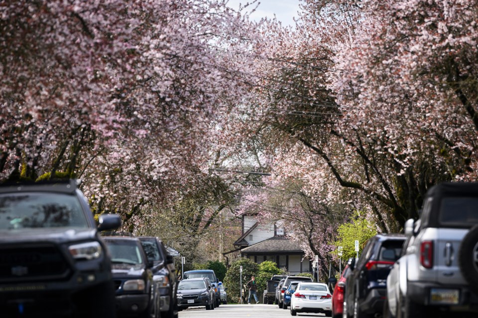 cherryblossoms04