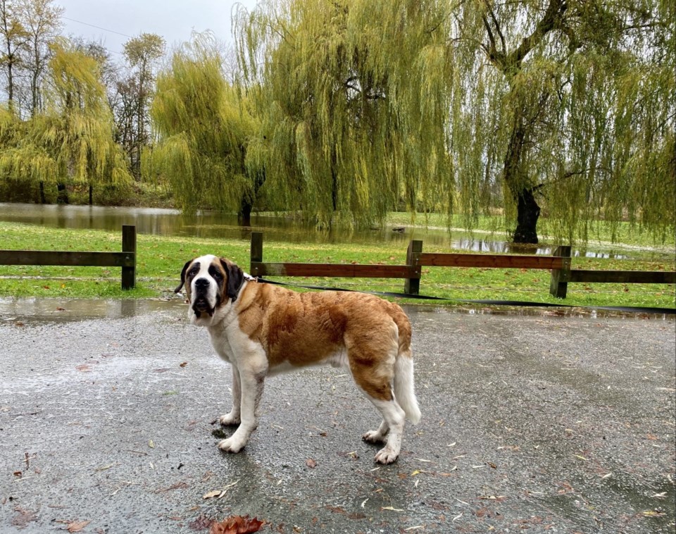 Dale Bottle - Hume Park flooding