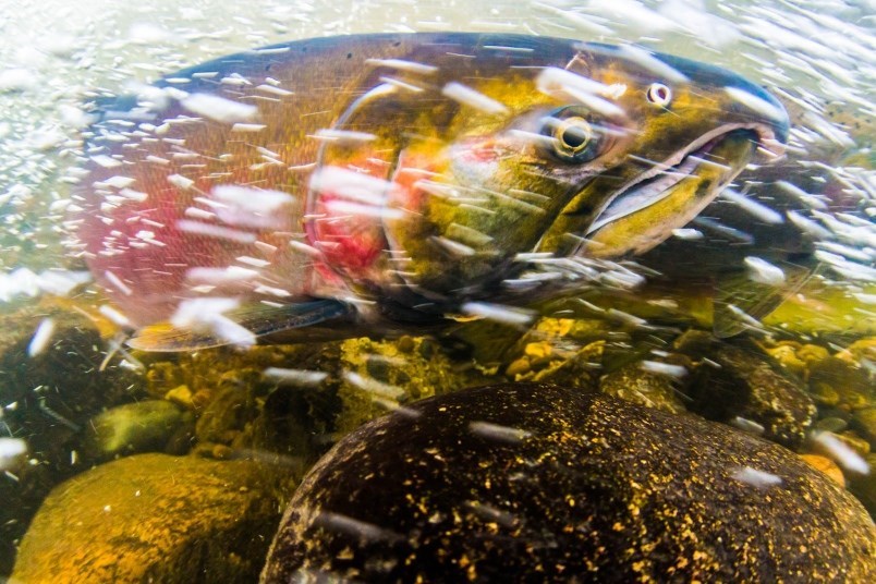 Fraser River Discovery Centre salmon file