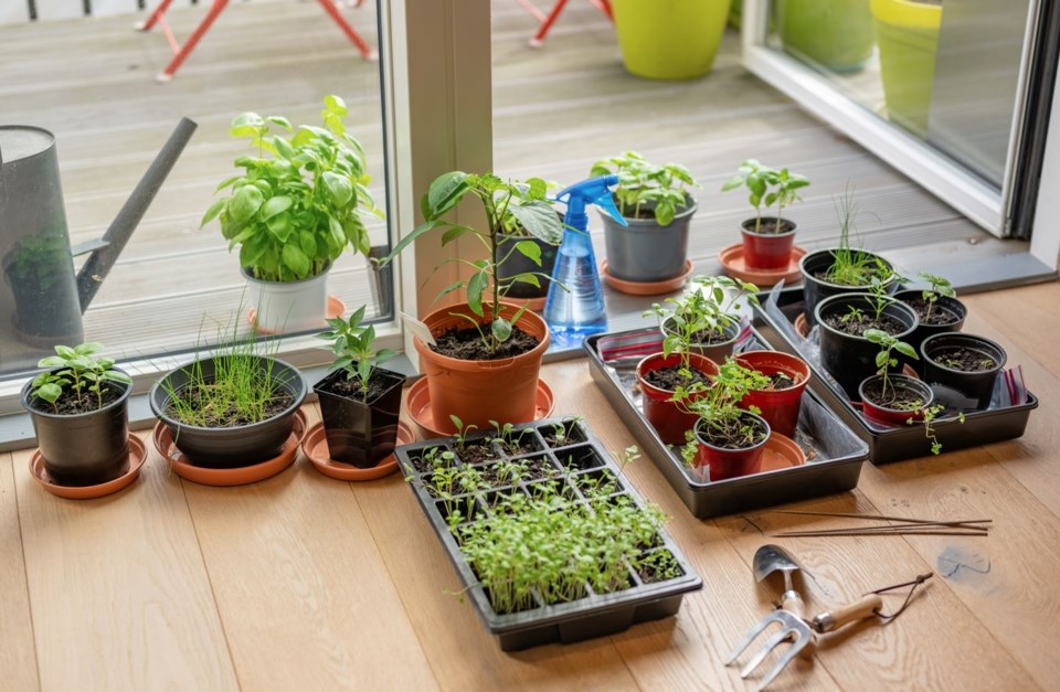 Gardening trays - Getty