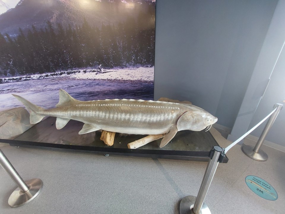 georgethesturgeon