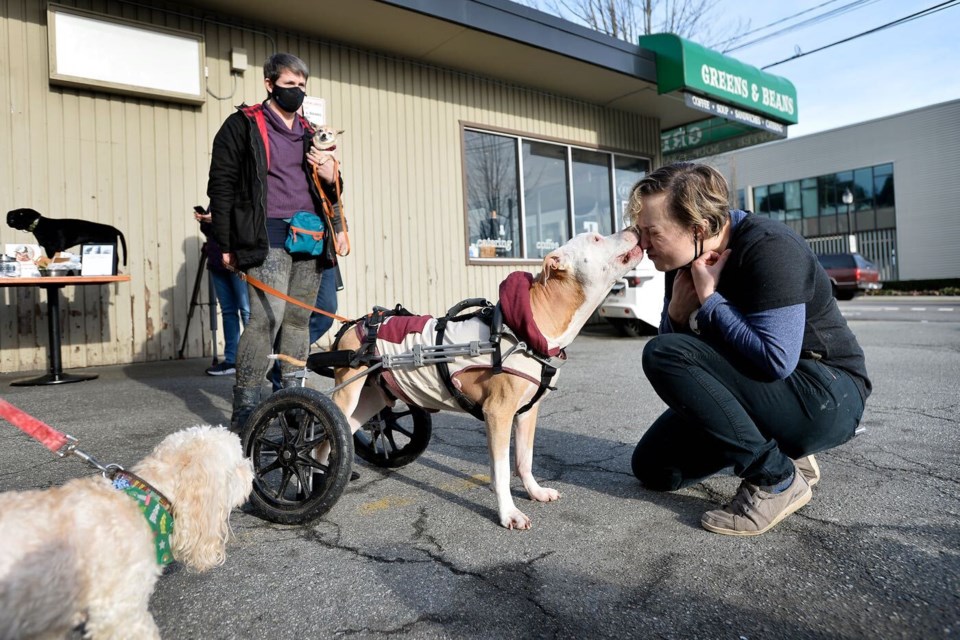 April Fahr greets Izzy at the Where's the Beef? fundraiser at Greens and Beans Deli, part of the Betty White Challenge. 