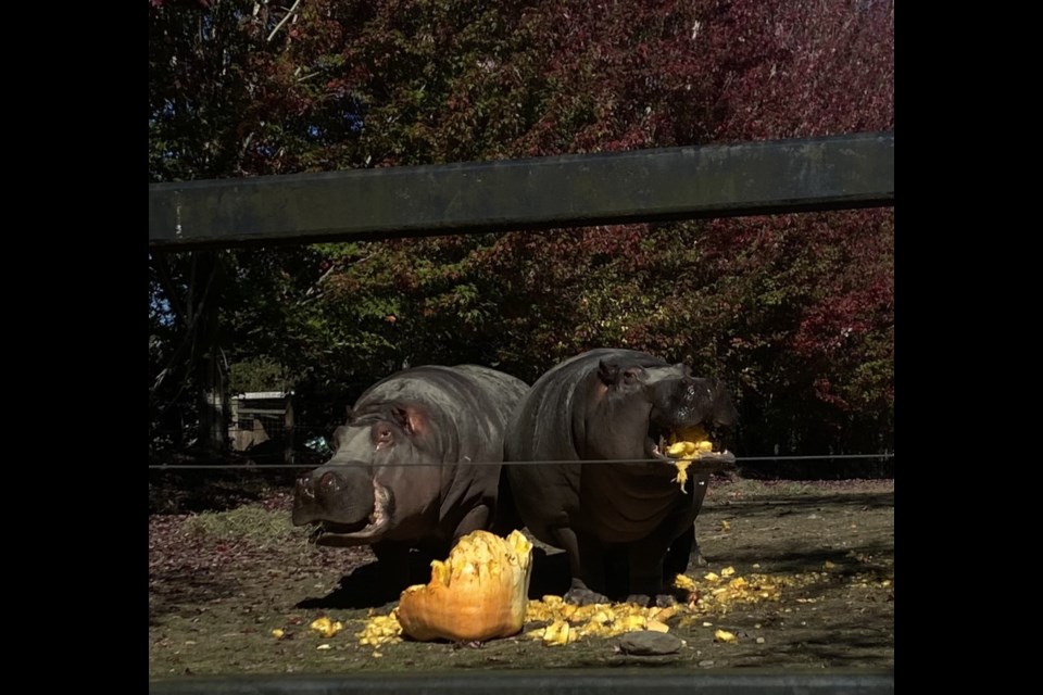 Two hippos recently enjoyed a giant pumpkin grown by New West resident Scott Loewen.