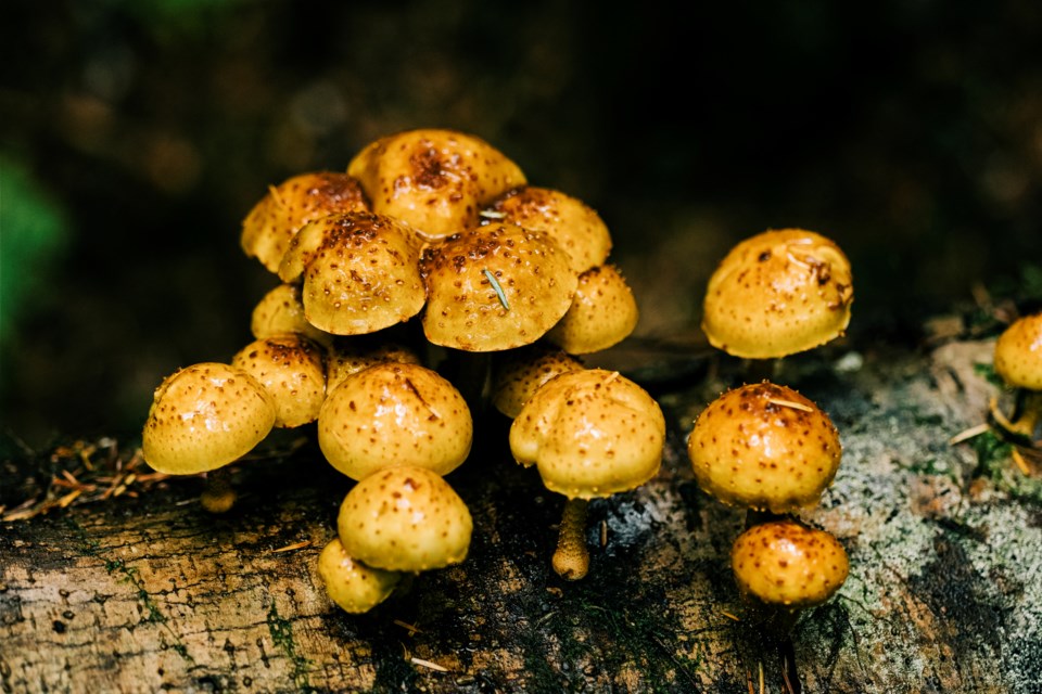 mushrooms-fungi-getty
