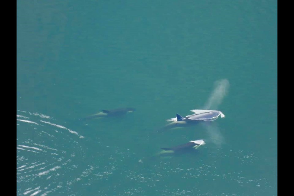 Killer whales were spotted swimming in Finlayson Arm on Feb. 24, 2021.