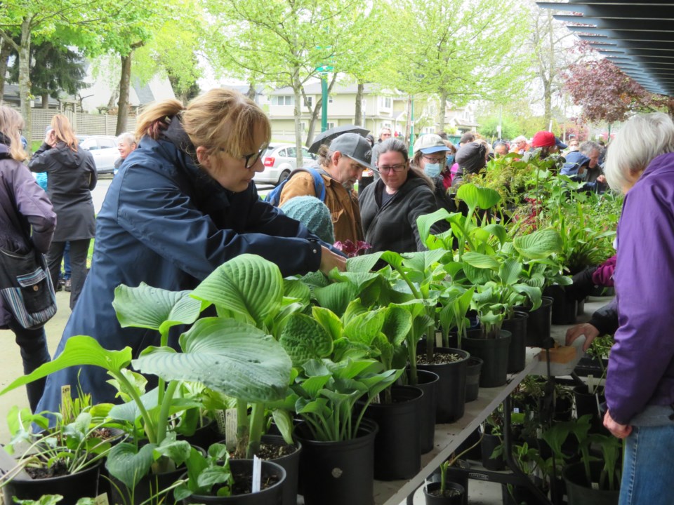 plant-sale-5