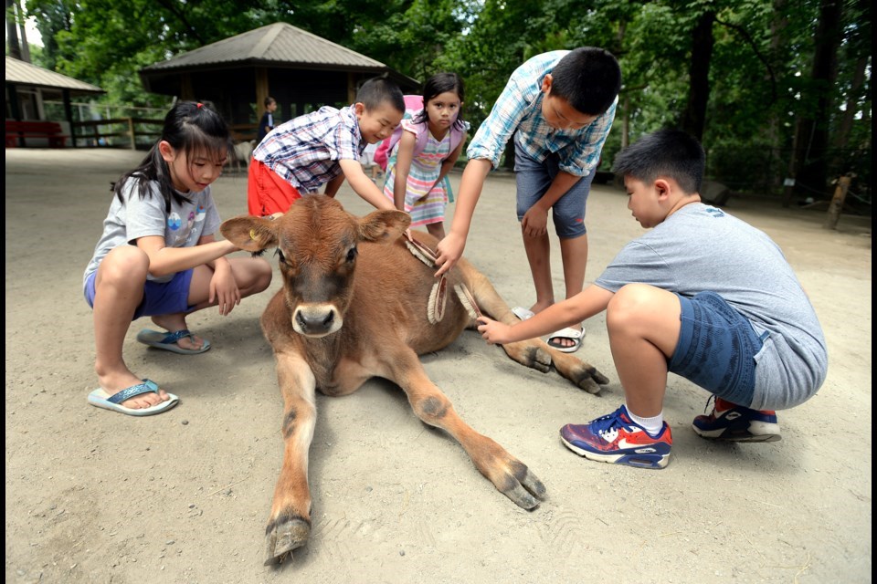 queens-park-petting-farm