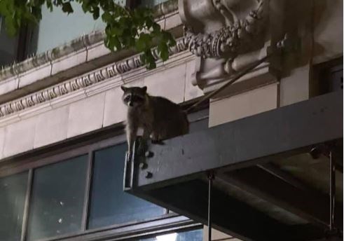 A raccoon found itself stuck on an awning at El Santo restaurant this weekend.