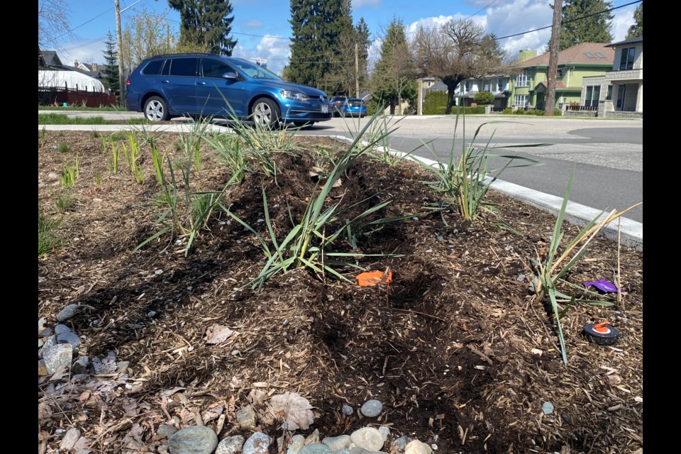 A giant tire track can be seen in a rain garden on Fifth Street, at Eight Avenue.