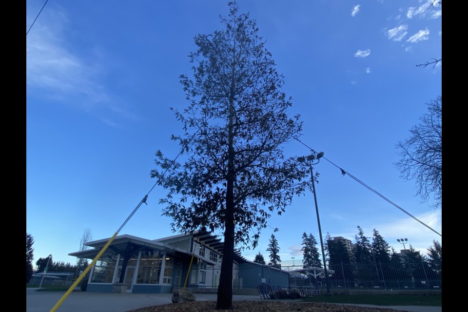 New Westminster may be home to the only loquat leaf oak in Canada.