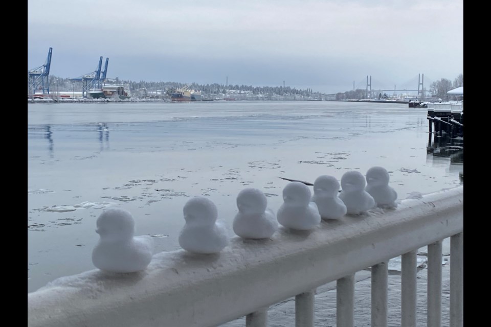 The cool temperatures didn't bother these snow ducklings on New Westminster's waterfront.