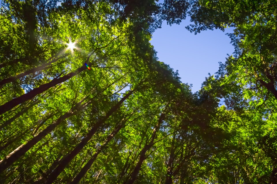 tree-canopy