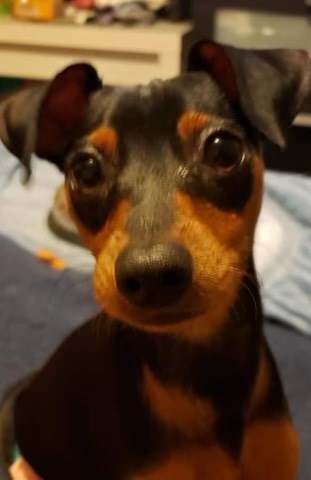 Zeuss, a three-year-old miniature Pinshcer cross, was stolen in New West in mid Feburary.