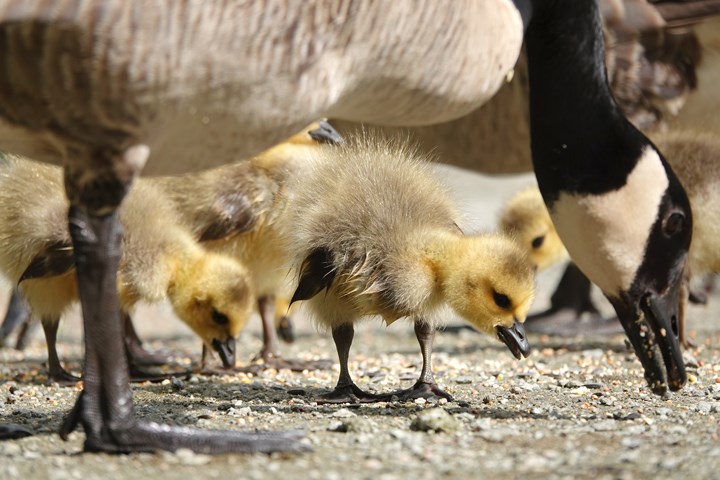 This time of year, baby birds are on the rise, especially at Deer Lake and Burnaby Lake parks. This photo shows baby geese at Piper Spit at Burnaby Lake.