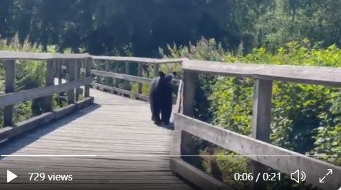 A bear takes a stroll on a boardwalk. 