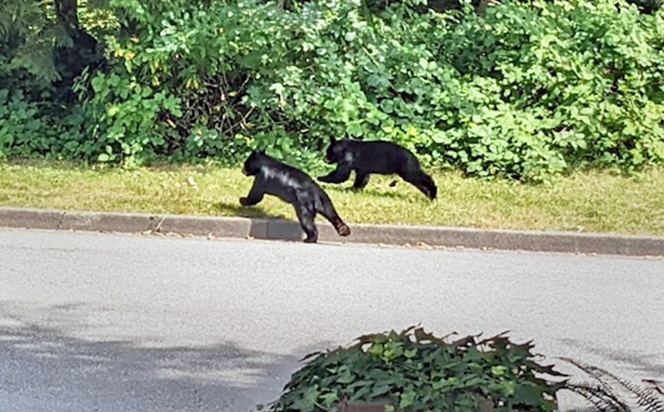 Glen Abbey Drive resident Natalia Samartseva said she snapped this photo of a pair of bear cubs near her house this year. She is worried a new fire station planned for the area will displace the bears. 